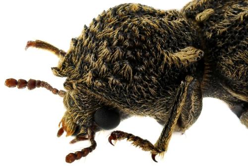 Lichenophanes varius